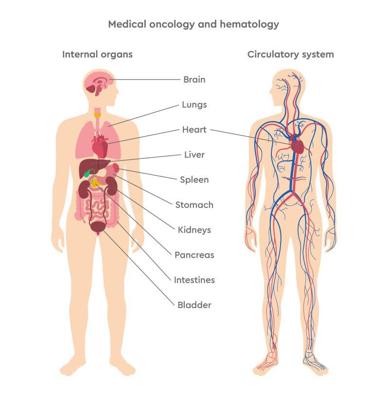 Anatomical diagram of oncology focus areas and vascular and lymphatic structure