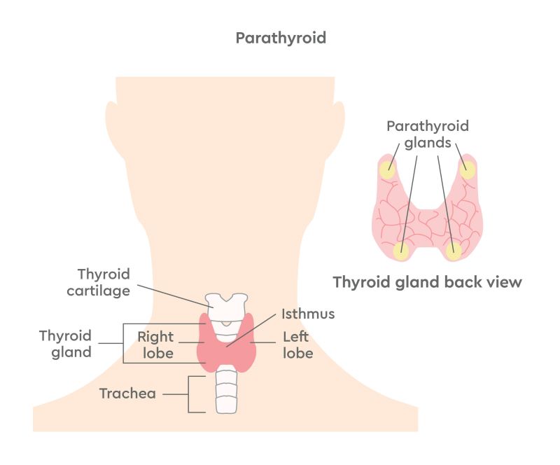 Diagram of parathyroid
