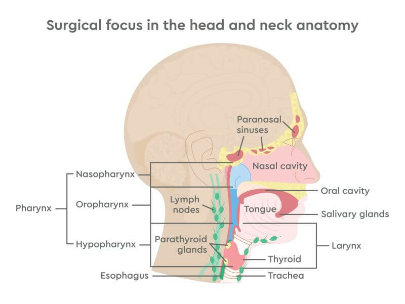 Diagram of head and neck surgical focus areas
