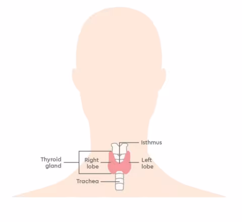 Thyroid illustration